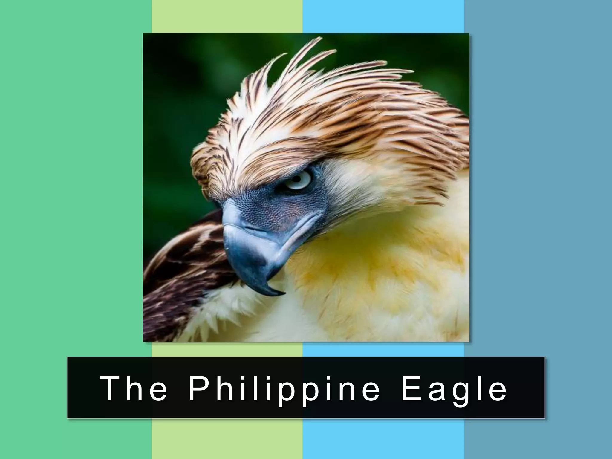 The Philippine Eagle
 