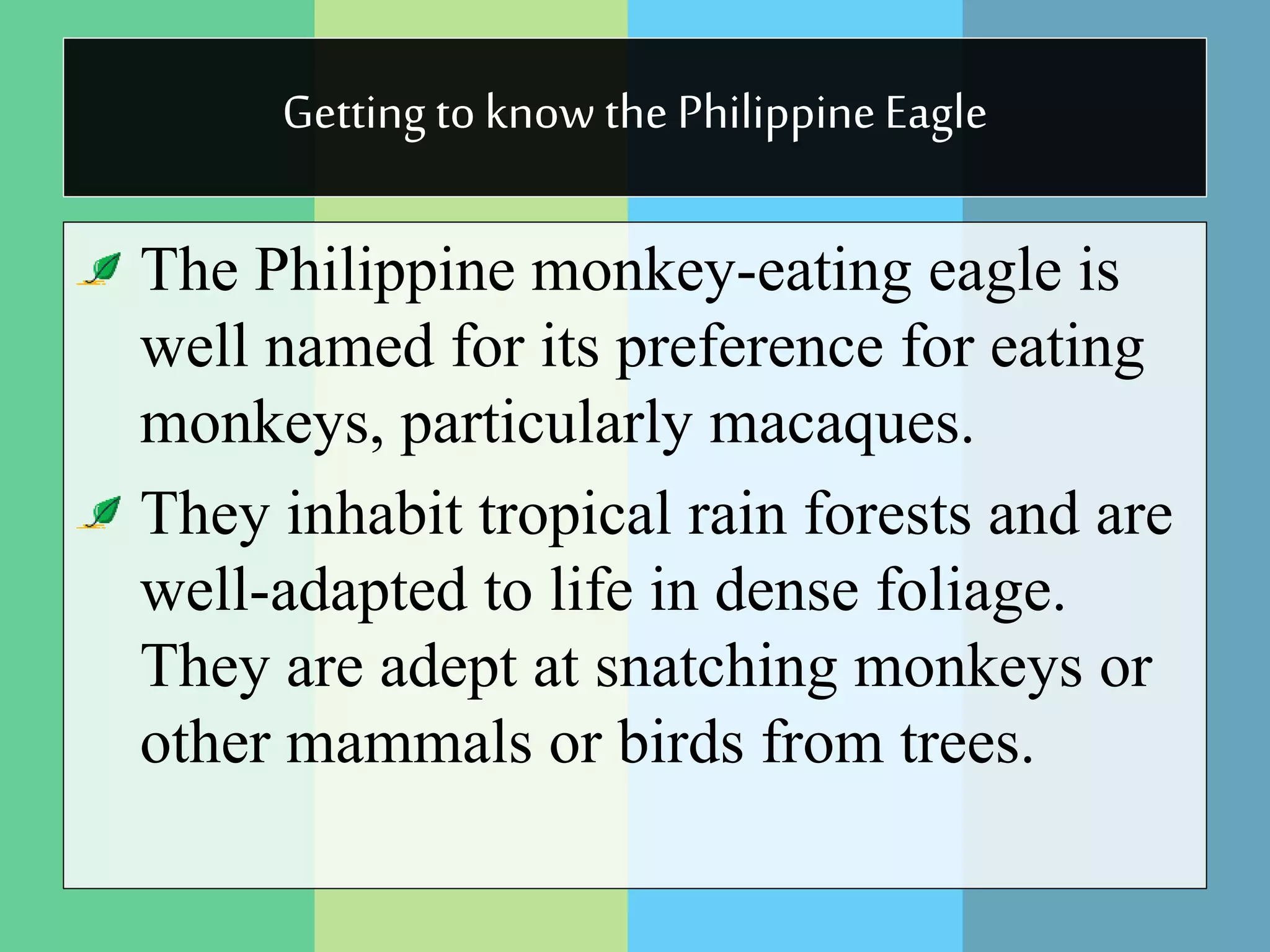 Getting toknow the PhilippineEagle
The Philippine monkey-eating eagle is
well named for its preference for eating
monkeys, particularly macaques.
They inhabit tropical rain forests and are
well-adapted to life in dense foliage.
They are adept at snatching monkeys or
other mammals or birds from trees.
 