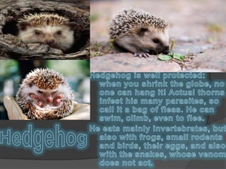 Hedgehog is well protected: when you shrink the globe, no one can hang it! Actual thorns infest his many parasites, so call it a bag of fleas. He can swim, climb, even to flee.He eats mainly invertebrates, but also with frogs, small rodents and birds, their eggs, and also with the snakes, whose venom does not act.Hedgehog