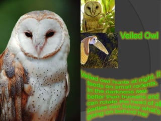 Veiled OwlVeiled owl hunts at night. It feeds on small rodents. In the darkness see better than humans and can rotate the head of all parties can follow what's going on behind her