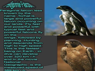 Peregrine FalconPeregrine falcon less known by the name: Torhal is large and powerful falcon occurring on our lands. Fly fast and powerful with typical fast and powerful falcons fly on the wings, followed by planning. Hunting and descends from high to high speed.This is the fastest being on Earth - in dive can develop over 320 km / h and in the movie National Geographic  is the measured speed of 389 km / h.