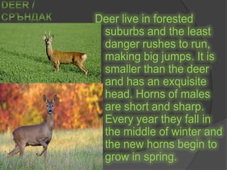 Deer / СръндакDeer live in forested suburbs and the least danger rushes to run, making big jumps. It is smaller than the deer and has an exquisite head. Horns of males are short and sharp. Every year they fall in the middle of winter and the new horns begin to grow in spring.