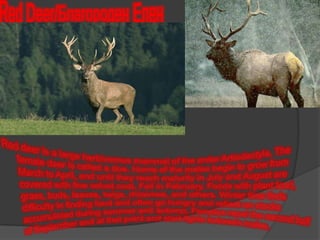 Red Deer/Благороден ЕленRed deer is a large herbivorous mammal of the order Artiodactyla. The female deer is called a doe. Horns of the males begin to grow from March to April, and until they reach maturity in July and August are covered with fine velvet coat. Fall in February. Foods with plant food, grass, buds, leaves, twigs, rhizomes, and others. Winter time finds difficulty in finding food and often go hungry and reliant on stocks accumulated during summer and autumn. Females repel the second half of September and at that point and start fights between males.