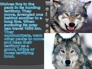 Wolves live in the pack in its hunting territory. They move, arranged one behind another in a long line. When pursuing its prey can travel 1000 km. They communicate, warn other packs to move and keep their territory as a growl, whine or loose terrifying howl.Wolves