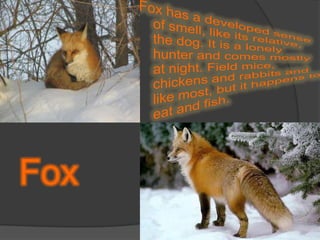 Fox has a developed sense of smell, like its relative, the dog. It is a lonely hunter and comes mostly at night. Field mice, chickens and rabbits and like most, but it happens to eat and fish.Fox
