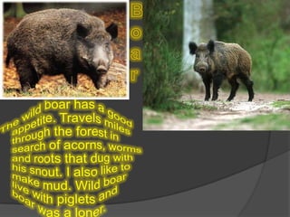 BoarThe wild boar has a good appetite. Travels miles through the forest in search of acorns, worms and roots that dug with his snout. I also like to make mud. Wild boar live with piglets and boar was a loner.