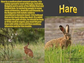 Hare is a medium-sized mammal species. It is widely spread in most of Europe, including Bulgaria and in parts of the Middle East and Central Asia. Is carried by people in some areas of America, Australia and Oceania. In the Bulgarian folk beliefs rabbit is considered a demonic beast - it is believed that on his back riding the devil. If a rabbit crosses the path of man, he should be back or if his work is urgent, you must hit your knee with white stone and then continue, otherwise wait for him trouble.Hare