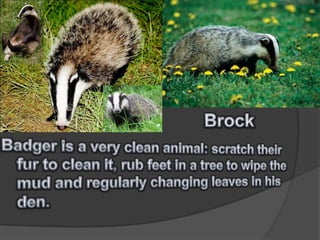 BrockBadger is a very clean animal: scratch their fur to clean it, rub feet in a tree to wipe the mud and regularly changing leaves in his den.