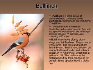 Bullfinch -  Pyrrhula  is a small genus of passerine birds, commonly called  Bullfinches , belonging to the finch family (Fringillidae).   -  The genus has a palearctic distribution. All species occur in Asia with two species exclusively in the Himalayas and one species,  P. pyrrhula , also occurring in Europe.   -   Bullfinches have glossy black wings and tail feathers. They show a white rump. The legs and feet are fleshy brown. Their short, swollen bill is adapted to eat buds, and is black except in  P. nipalensis , which has a yellowish bill. The males can be distinguished by their orange or red breast. Some species have a black cap. 
