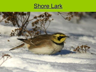 Shore Lark 