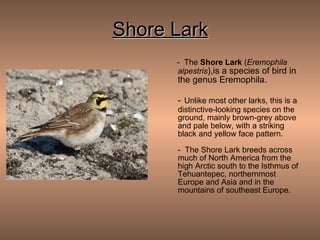 Shore Lark -  The  Shore Lark  ( Eremophila alpestris ),is a species of bird in the genus Eremophila. -   Unlike most other larks, this is a distinctive-looking species on the ground, mainly brown-grey above and pale below, with a striking black and yellow face pattern. -  The Shore Lark breeds across much of North America from the high Arctic south to the Isthmus of Tehuantepec, northernmost Europe and Asia and in the mountains of southeast Europe. 