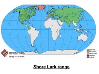 Shore Lark range 