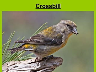 Crossbill 