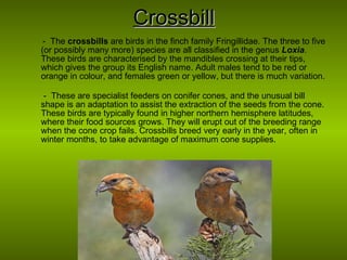 Crossbill -  The  crossbills  are birds in the finch family Fringillidae. The three to five (or possibly many more) species are all classified in the genus  Loxia . These birds are characterised by the mandibles crossing at their tips, which gives the group its English name. Adult males tend to be red or orange in colour, and females green or yellow, but there is much variation.   -  These are specialist feeders on conifer cones, and the unusual bill shape is an adaptation to assist the extraction of the seeds from the cone. These birds are typically found in higher northern hemisphere latitudes, where their food sources grows. They will erupt out of the breeding range when the cone crop fails. Crossbills breed very early in the year, often in winter months, to take advantage of maximum cone supplies. 