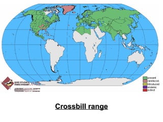 Crossbill range 