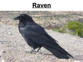 Raven 
