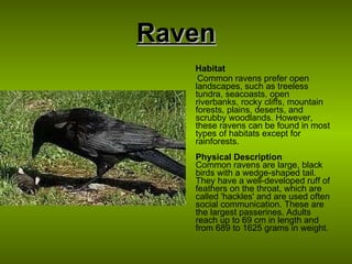 Raven Habitat Common ravens prefer open landscapes, such as treeless tundra, seacoasts, open riverbanks, rocky cliffs, mountain forests, plains, deserts, and scrubby woodlands. However, these ravens can be found in most types of habitats except for rainforests. Physical Description Common ravens are large, black birds with a wedge-shaped tail. They have a well-developed ruff of feathers on the throat, which are called 'hackles' and are used often social communication. These are the largest passerines. Adults reach up to 69 cm in length and from 689 to 1625 grams in weight . 