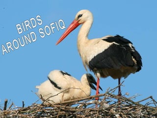 BIRDS AROUND SOFIQ 