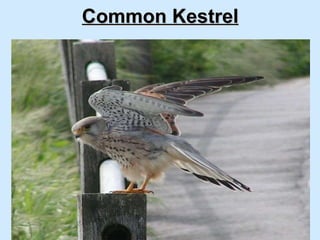 Common Kestrel   