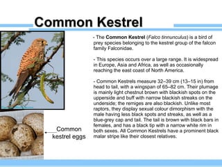 Common Kestrel - The  Common Kestrel  ( Falco tinnunculus ) is a bird of prey species belonging to the kestrel group of the falcon family Falconidae. - This species occurs over a large range. It is widespread in Europe, Asia and Africa, as well as occasionally reaching the east coast of North America. - Common Kestrels measure 32–39 cm (13–15 in) from head to tail, with a wingspan of 65–82 cm. Their plumage is mainly light chestnut brown with blackish spots on the upperside and buff with narrow blackish streaks on the underside; the remiges are also blackish. Unlike most raptors, they display sexual colour dimorphism with the male having less black spots and streaks, as well as a blue-grey cap and tail. The tail is brown with black bars in females, and has a black tip with a narrow white rim in both sexes. All Common Kestrels have a prominent black malar stripe like their closest relatives. Common kestrel eggs 
