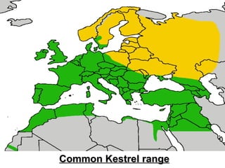 Common Kestrel range 