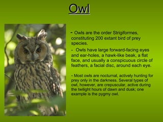 Owl -  Owls are the order Strigiformes, constituting 200 extant bird of prey species . -  Owls have large forward-facing eyes and ear-holes, a hawk-like beak, a flat face, and usually a conspicuous circle of feathers, a facial disc, around each eye. -  Most owls are nocturnal, actively hunting for prey only in the darkness. Several types of owl, however, are crepuscular, active during the twilight hours of dawn and dusk; one example is the pygmy owl . 