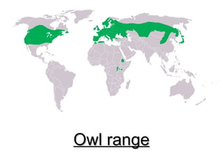 Owl range 