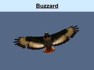 Buzzard 