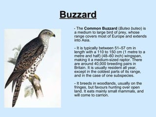 Buzzard - The  Common Buzzard  ( Buteo buteo ) is a medium to large bird of prey, whose range covers most of Europe and extends into Asia. - It is typically between 51–57 cm in length with a 110 to 150 cm (1 metre to a metre and half) (48–60 inch) wingspan, making it a medium-sized raptor. There are around 40,000 breeding pairs in Britain. It is usually resident all year, except in the coldest parts of its range, and in the case of one subspecies. - It breeds in woodlands, usually on the fringes, but favours hunting over open land. It eats mainly small mammals, and will come to carrion. 