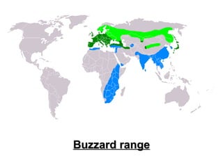 Buzzard range 