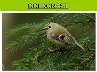 GOLDCREST 