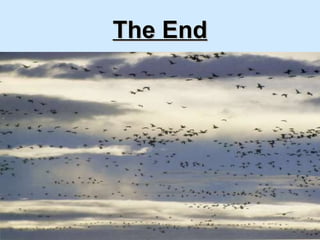 The End 