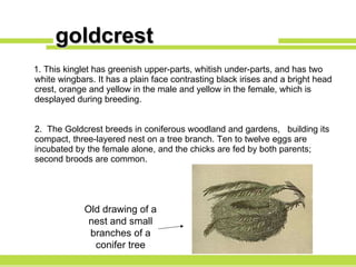 goldcrest 1.  This kinglet has greenish upper-parts, whitish under-parts, and has two white wingbars. It has a plain face contrasting black irises and a bright head crest, orange and yellow in the male and yellow in the female, which is  desplayed during breeding. 2.  The Goldcrest breeds in coni ferous  woodland and gardens,  building its compact, three-layered nest on a tree branch. Ten to twelve eggs are incubated by the female alone, and the chicks are fed by both parents; second broods are common.  Old drawing of a nest and small branches of a conifer tree 