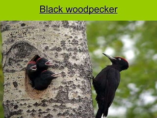 Black woodpecker 
