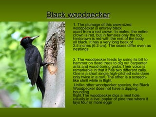 Black woodpecker 1. The plumage of this crow-sized woodpecker is entirely black  apart from a red crown. In males, the entire crown is red, but in females only the top hindcrown is red with the rest of the body  all black. It has a very long beak of 2.5 inches (6.3 cm). The sexes differ even as nestlings. 2. The woodpecker feeds by using its bill to hammer on dead trees to dig out carpenter ants and wood-boring grubs.Their voice is remarkable in that it has two different calls. One is a short single high-pitched note done only twice in a row. The other is a screech-like shrill while in flight. Unlike other woodpecker species, the Black Woodpecker does not have a dipping, bounding  flight.The woodpecker digs a nest hole, usually in a live  poplar or pine tree where it lays four or more eggs . 