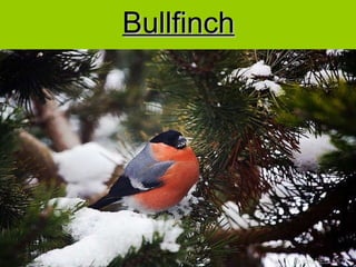 Bullfinch 