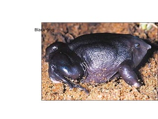 Black frog
 