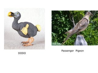 Passenger Pigeon
DODO
 