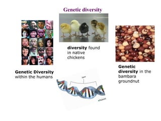 Genetic diversity




                     diversity found
                     in native
                     chickens

                                        Genetic
Genetic Diversity                       diversity in the
within the humans                       bambara
                                        groundnut
 