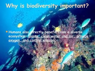 Why is biodiversity important?

Humans also directly benefit from a diverse

ecosystem: plants, clean water and air, provide
oxygen, and control erosion.

 