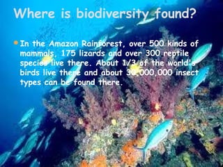 Where is biodiversity found?
In the Amazon Rainforest, over 500 kinds of

mammals, 175 lizards and over 300 reptile
species live there. About 1/3 of the world's
birds live there and about 30,000,000 insect
types can be found there.

 