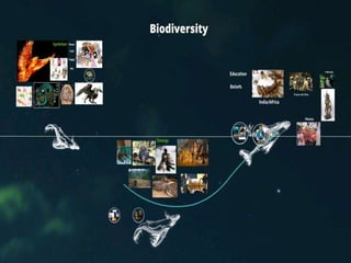 Biodiversity by Dennis Perez