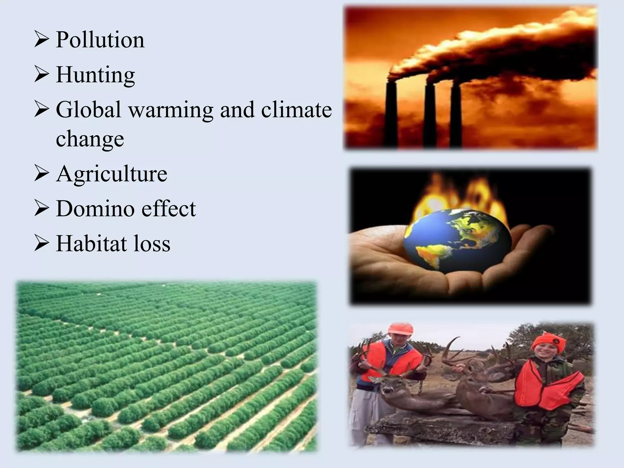  Pollution
 Hunting
 Global warming and climate
change
 Agriculture
 Domino effect
 Habitat loss
 