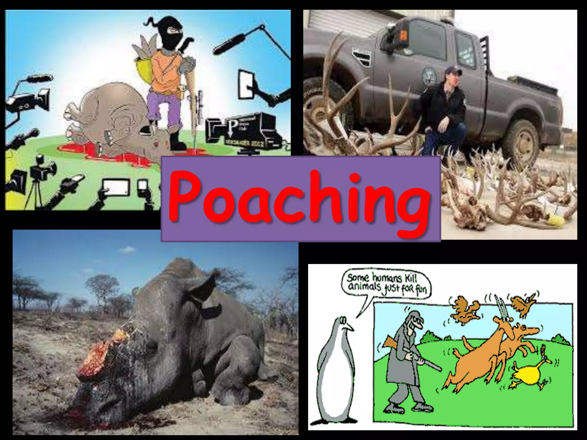 Poaching
 