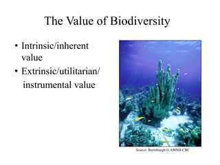 The Value of Biodiversity
• Intrinsic/inherent
value
• Extrinsic/utilitarian/
instrumental value
Source: Burmbaugh © AMNH-CBC
 