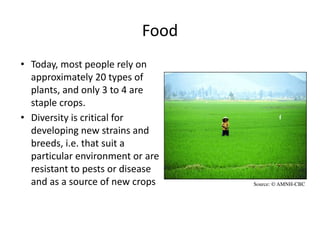 Food
• Today, most people rely on
approximately 20 types of
plants, and only 3 to 4 are
staple crops.
• Diversity is critical for
developing new strains and
breeds, i.e. that suit a
particular environment or are
resistant to pests or disease
and as a source of new crops Source: © AMNH-CBC
 