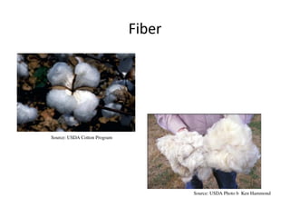 Fiber
Source: USDA Photo b Ken Hammond
Source: USDA Cotton Program
 