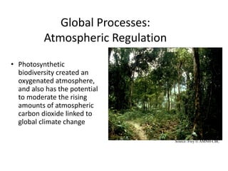 Global Processes:
Atmospheric Regulation
• Photosynthetic
biodiversity created an
oxygenated atmosphere,
and also has the potential
to moderate the rising
amounts of atmospheric
carbon dioxide linked to
global climate change
Source: Frey © AMNH-CBC
 