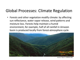 Global Processes: Climate Regulation
• Forests and other vegetation modify climate: by affecting
sun reflectance, water vapor release, wind patterns and
moisture loss. Forests help maintain a humid
environment, for example, half of all rainfall in Amazon
basin is produced locally from forest-atmosphere cycle
Source: Bain © AMNH-CBC
 