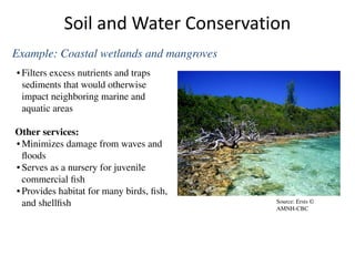 • Filters excess nutrients and traps
sediments that would otherwise
impact neighboring marine and
aquatic areas
Other services:
• Minimizes damage from waves and
ﬂoods
• Serves as a nursery for juvenile
commercial ﬁsh
• Provides habitat for many birds, ﬁsh,
and shellﬁsh Source: Ersts ©
AMNH-CBC
Soil and Water Conservation
Example: Coastal wetlands and mangroves
 